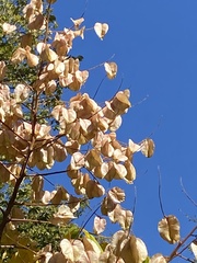 Koelreuteria bipinnata