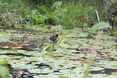 Zapornia flavirostra