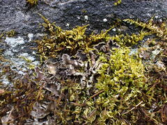 Peltigera collina