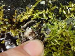Peltigera collina