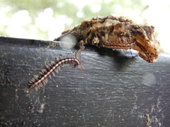 Helicorthomorpha holstii