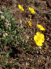 Helianthemum oelandicum