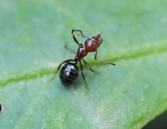 Camponotus lateralis