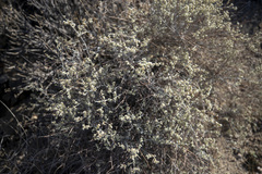 Eriogonum wrightii nodosum