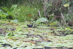 Zapornia flavirostra