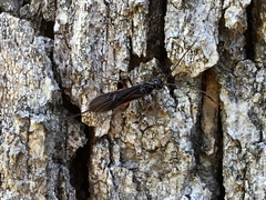 Atanycolus cappaerti