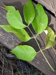 Fraxinus caroliniana