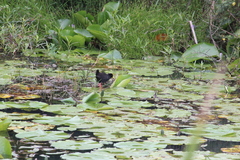 Zapornia flavirostra