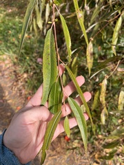 Salix viminalis
