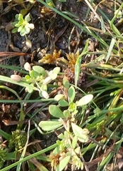 Glinus oppositifolius