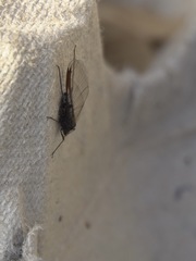 Tuberolachnus salignus