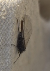 Tuberolachnus salignus