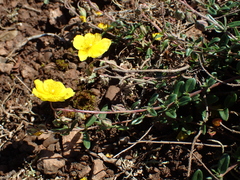 Helianthemum oelandicum
