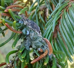 Melanohalea exasperatula