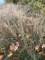 Agrostis scabra