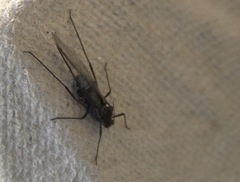 Tuberolachnus salignus