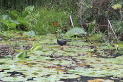 Zapornia flavirostra