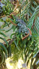 Melanohalea exasperatula