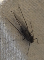 Tuberolachnus salignus