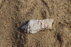 Arca