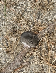 Peromyscus maniculatus