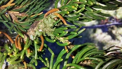 Melanohalea exasperatula