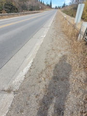 Peromyscus maniculatus