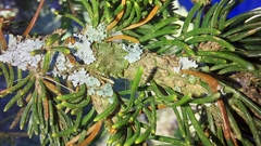 Melanohalea exasperatula