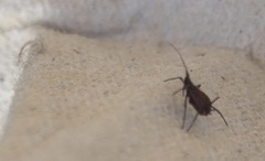 Tuberolachnus salignus