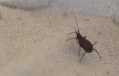 Tuberolachnus salignus