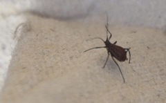 Tuberolachnus salignus