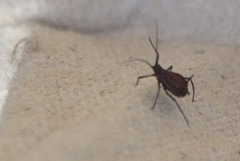 Tuberolachnus salignus