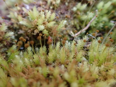 Aulacomnium androgynum