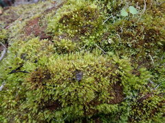 Aulacomnium androgynum