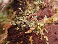 Lophocolea heterophylla