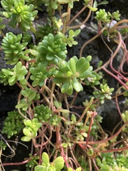 Sedum × luteoviride