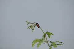 Hycleus biundulatus