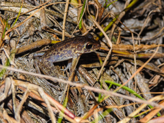Pulchrana baramica