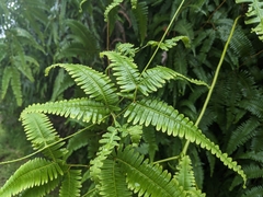 Gleichenella pectinata