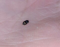 Carpophilus hemipterus