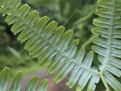 Gleichenella pectinata