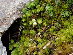 Mannia gracilis