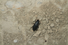 Harpalus affinis