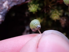Mannia gracilis