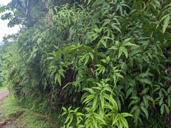 Gleichenella pectinata