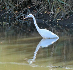 Ardea herodias occidentalis