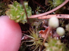 Mannia gracilis