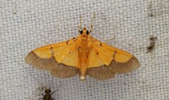 Endocrossis flavibasalis