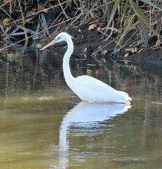 Ardea herodias occidentalis