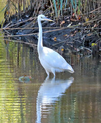 Ardea herodias occidentalis